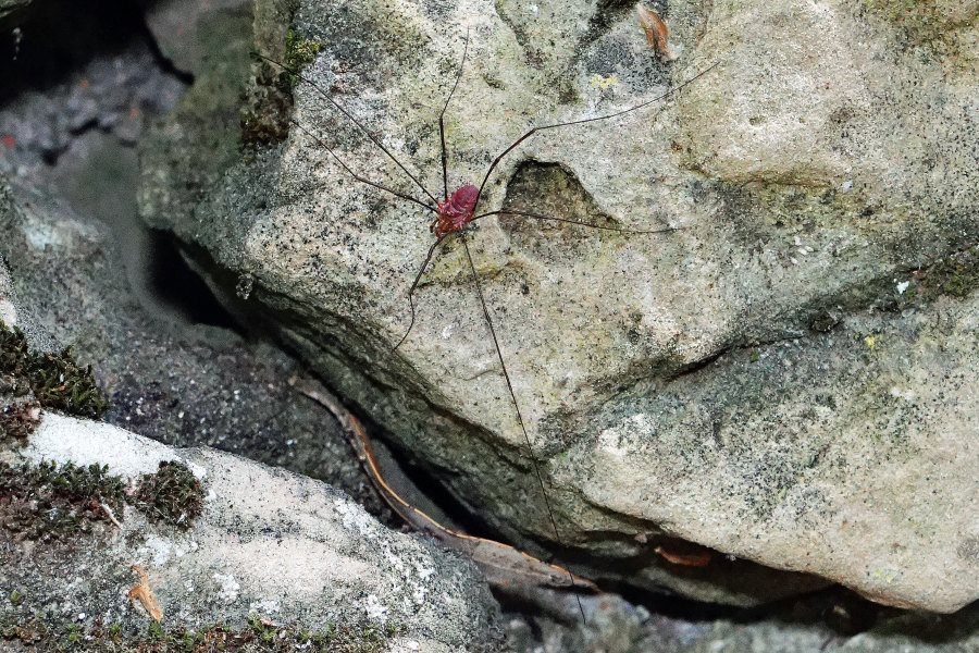 Opilionide rosso da identificare - 	Phalangiidae